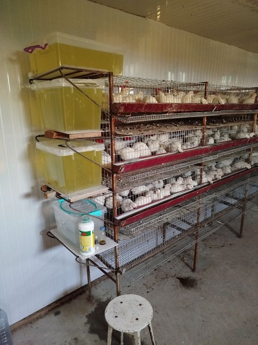 Белий гигант бедана  қибрай