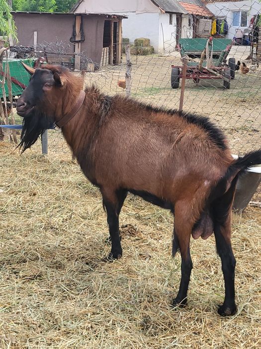 vând un țap alpin francez pret 800 de lei nego sau schimb cu alte animale