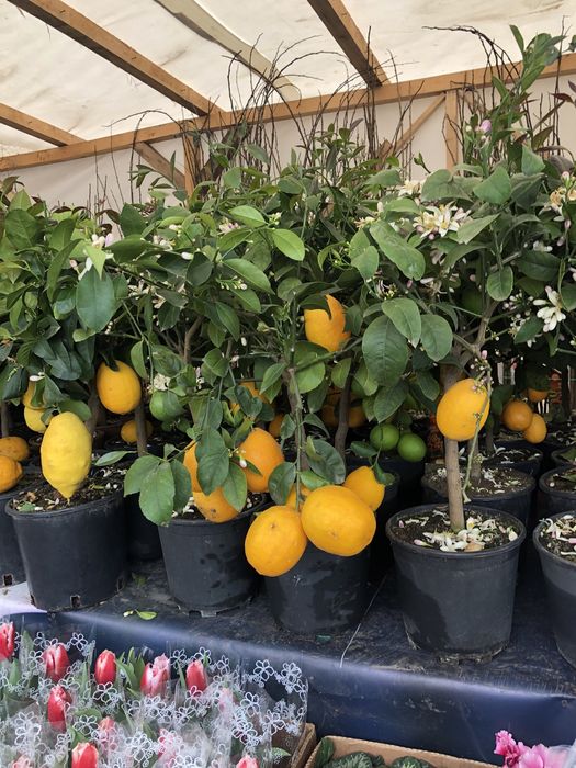 kiwi - Kaki  - Rodie   -Moșmon  - kurmal japonez  - Smochin - Lămâi