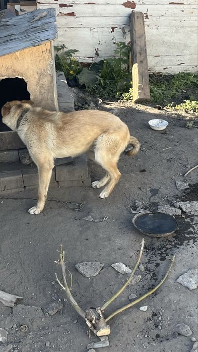 Отдам соьаку кобель