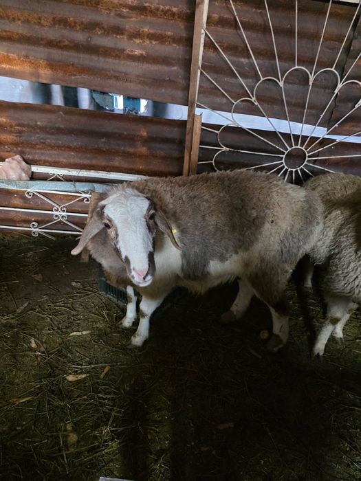 Барана и  козы от 25 до 85 тысяч