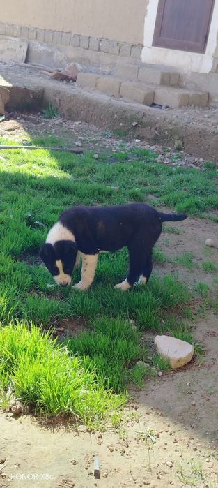 Alabay toza qon 2 ta