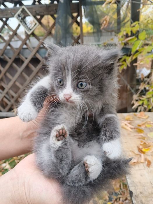 Котята бесплатно