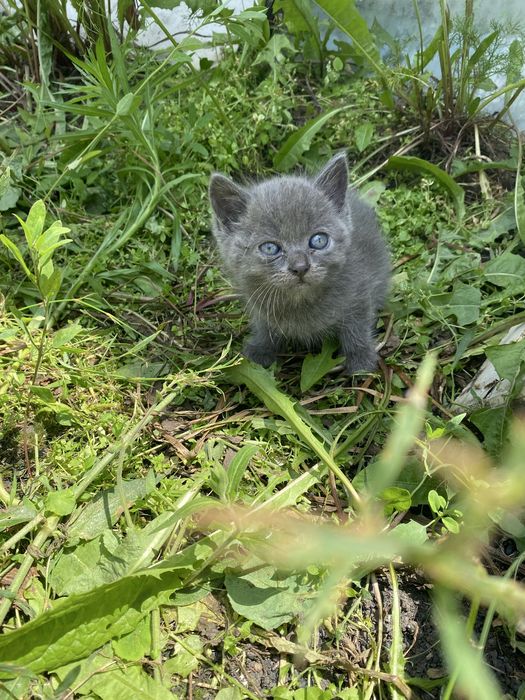 Отдам котят в добрые руки!