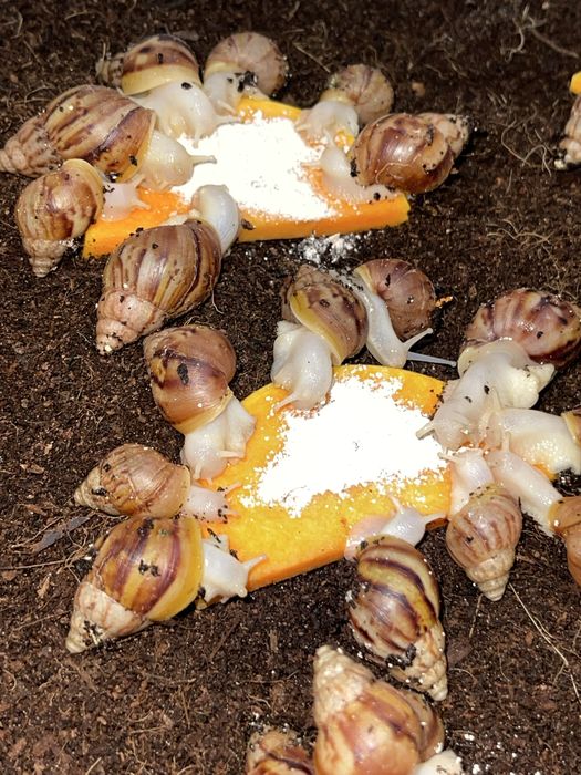 Ulitkalar sotuvdaa Nalichida bor