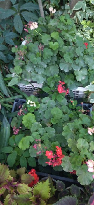 Продам комнатные цветы