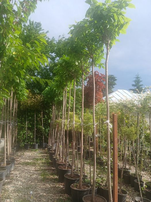 Catalpa 2m50 250 ron 3m 300