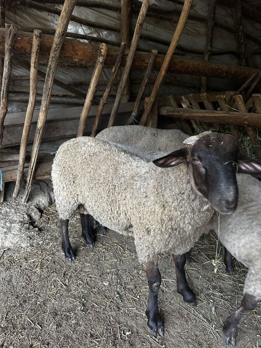 Berbecut sufok cu tigaie