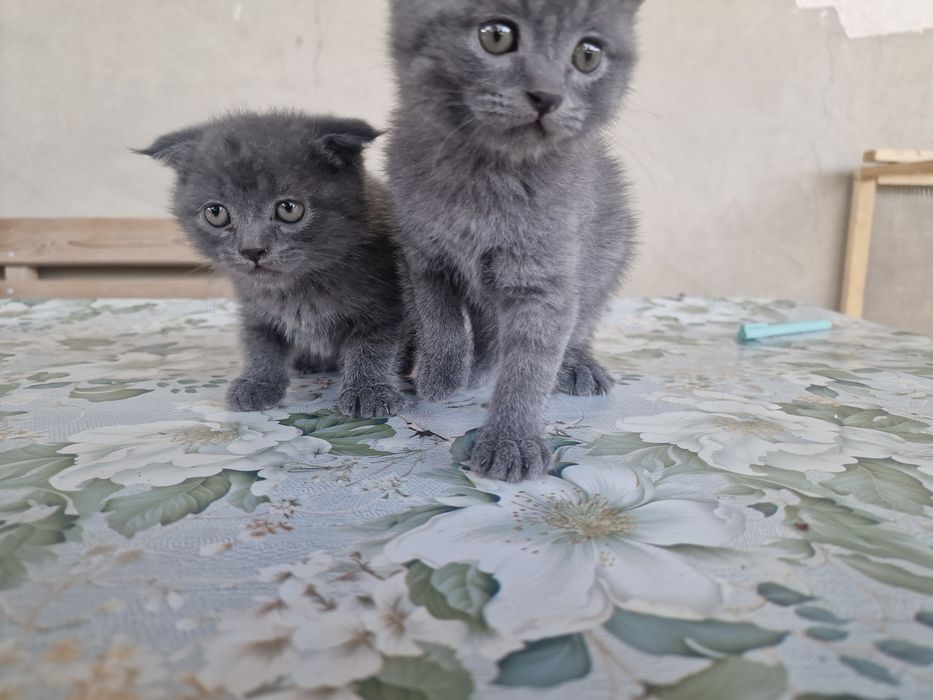 "Scottish fold" parodali mushukchalar
