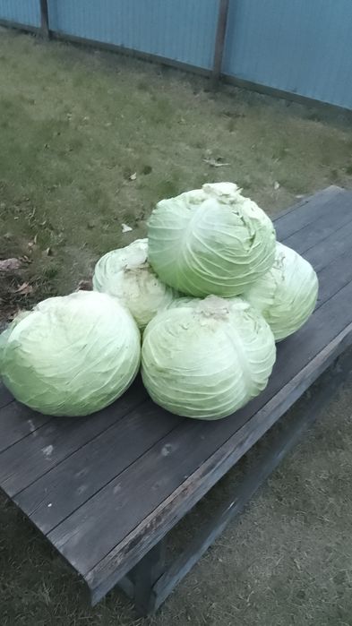Капуста домашняя