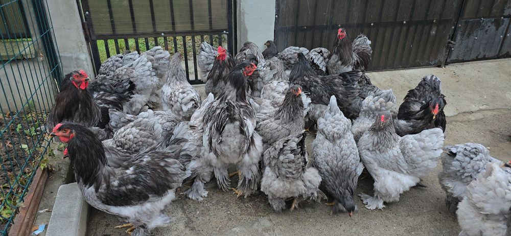 Brahma Albastru tineret si adulte