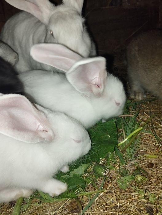Крольчата двухмесячные