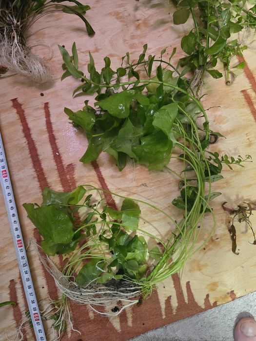 Растения для аквариума