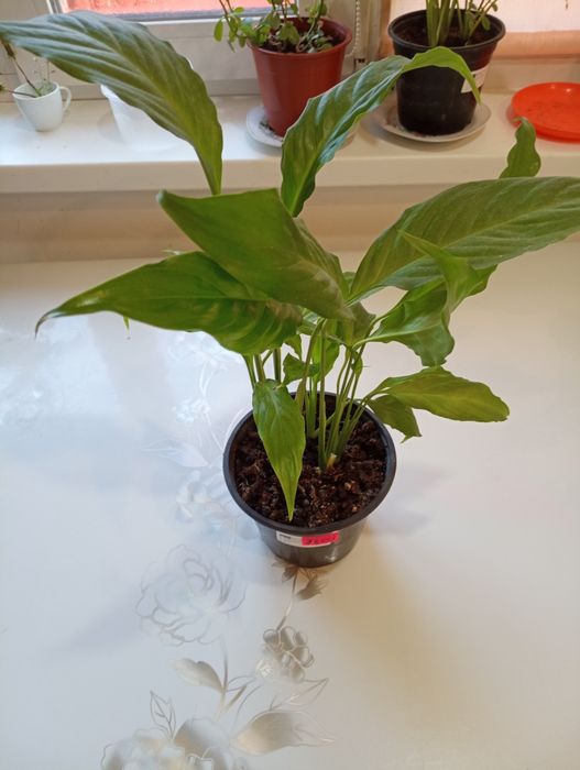 Комнатные цветы "женское счастье"