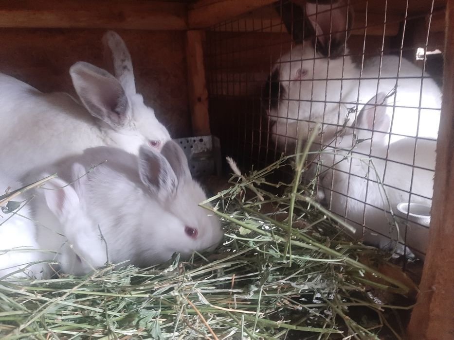 Маленькие кролики