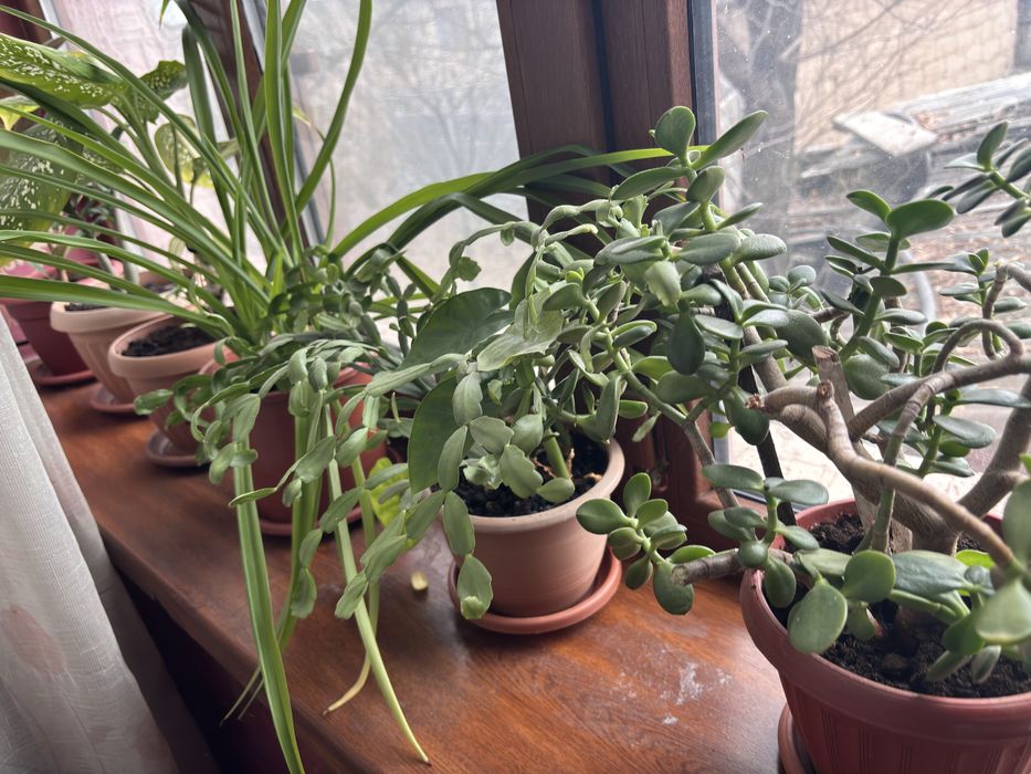 Цветы по разным ценам