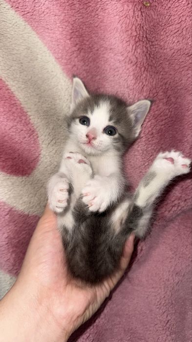 Продам девочку котенка