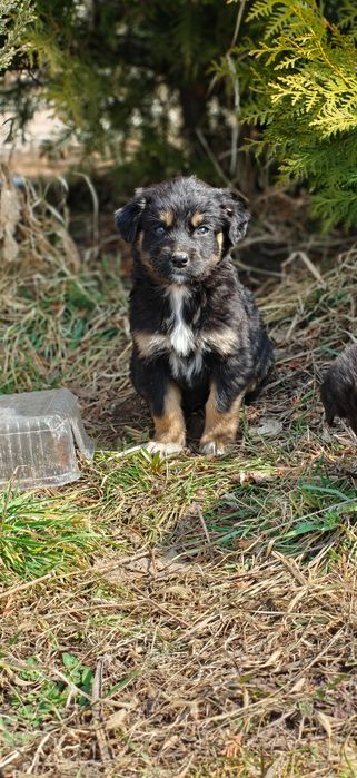 Подарите 9 щенятам дом!