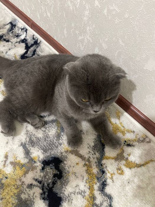 Britanski skotish fold