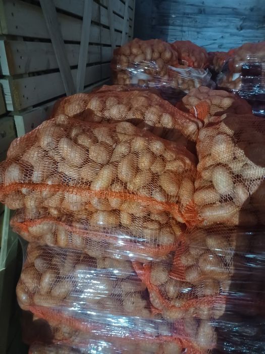 Cartofi consum, 60+ ambalați la 10kg și 25 kg