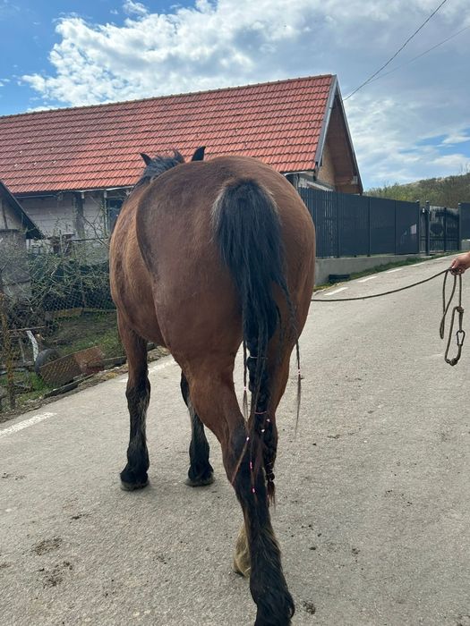 Schimb manza de 2 ani si armasar de doi ani