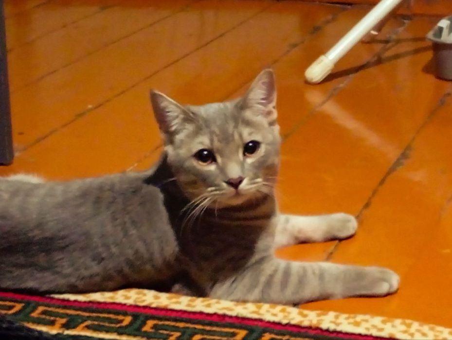 Продам Скоттиш страйт мальчик