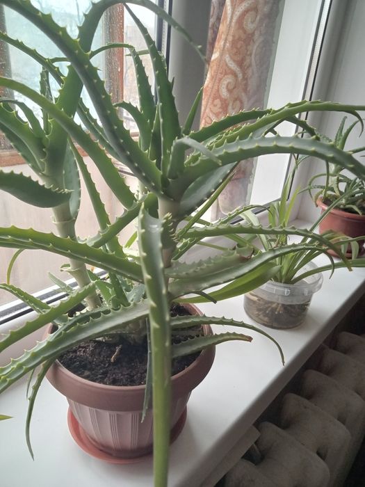 Продам алое лечебный