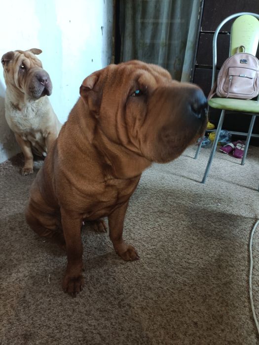 Шарпей вязка. Кобель.