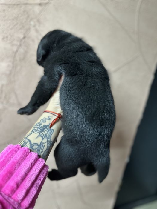 Щенки Лабрадоров