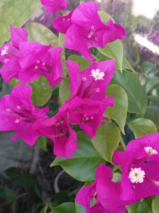 Сансевиерия,крассулы и др,