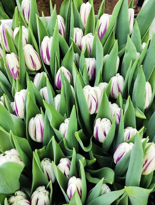 Продам тюльпаны…