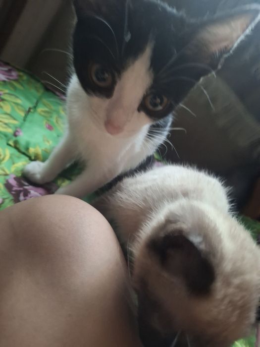 Продам котенка хорошую