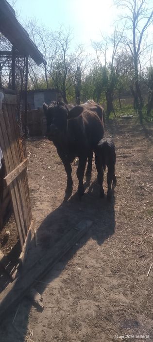 Vaca Angus de vanzare