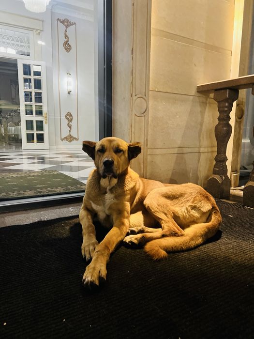 Алабай метис алабай тобет