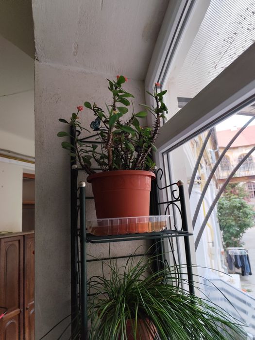 Vând floare  de apartament.