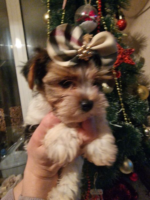 Мъжко Йорки бивър  супер подарък