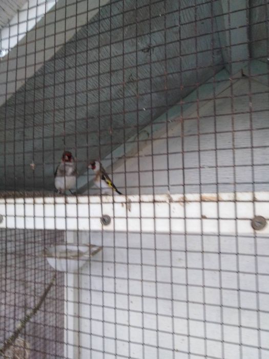 Savala sotiladi sayroda