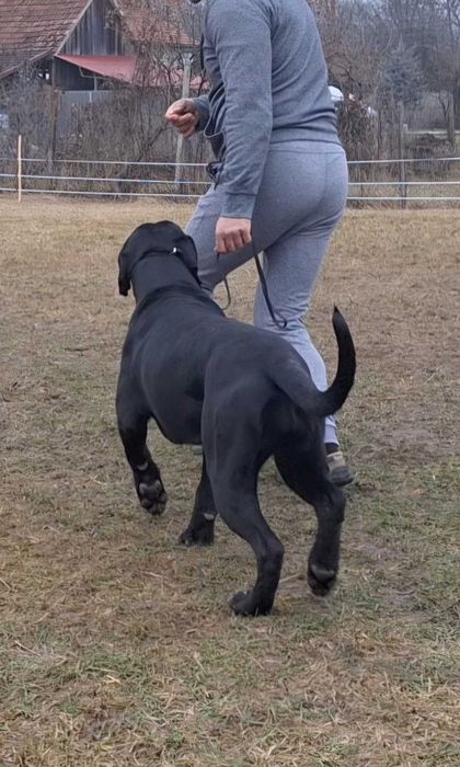 Cane Corso talie mare, pedigree FCI, femela junioară.