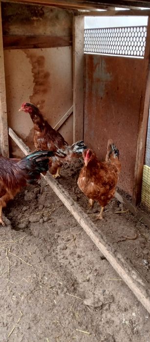 Тоза зотли ХАН ХЯП товук тухумлари сотилади