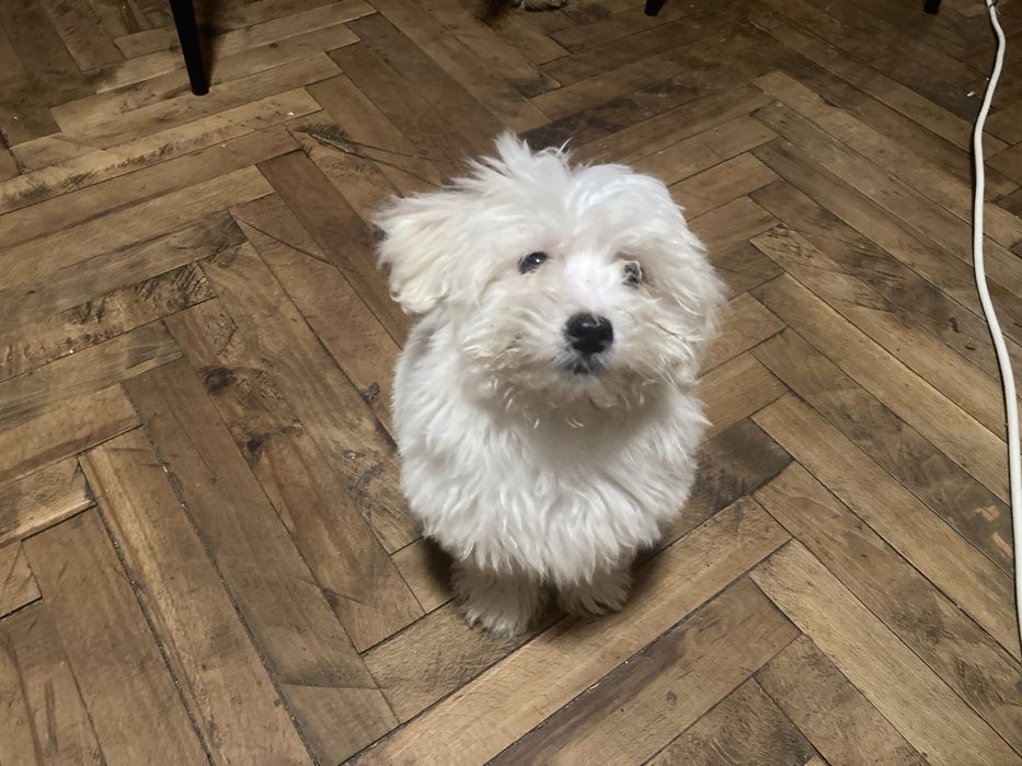 Pui de bichoni dragalasi.