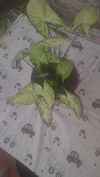 Комнатные цветы недорого