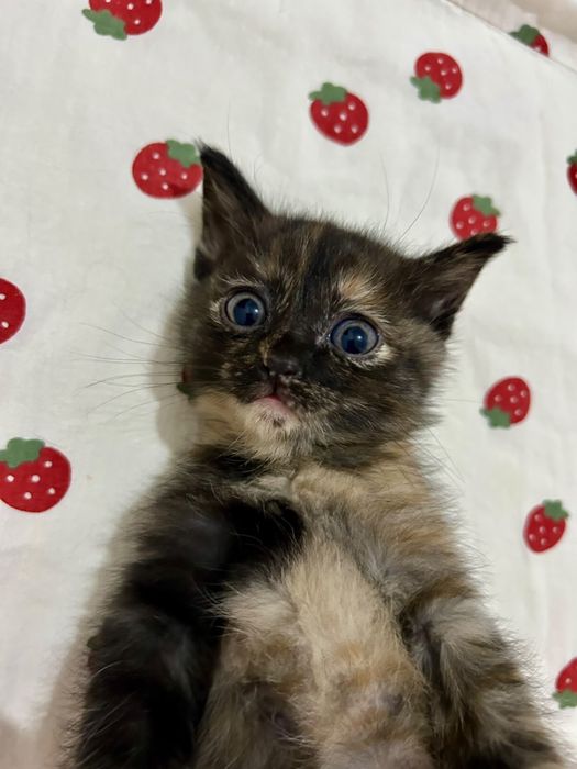 Котенок в добрые руки