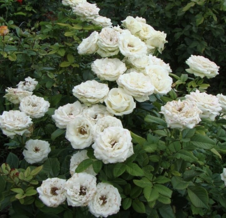 Роза саженцы   .