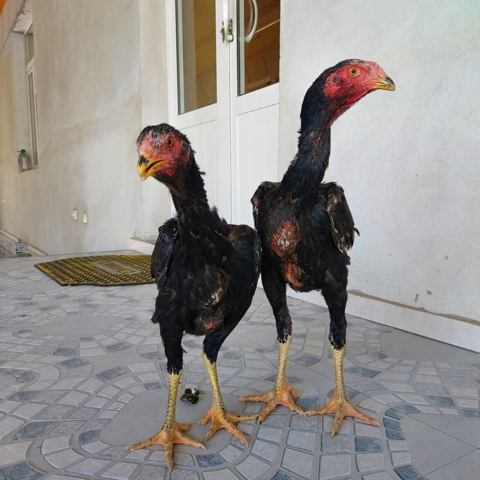 Bir par zuri bor sotuvda