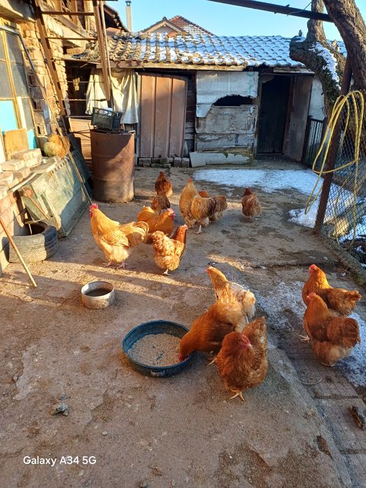 Яйца за люпене от орпингтон