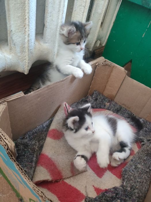 Дарим котят шустрых