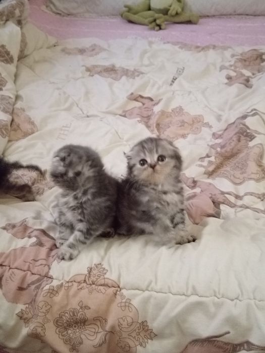 Продаются вислоухие котята