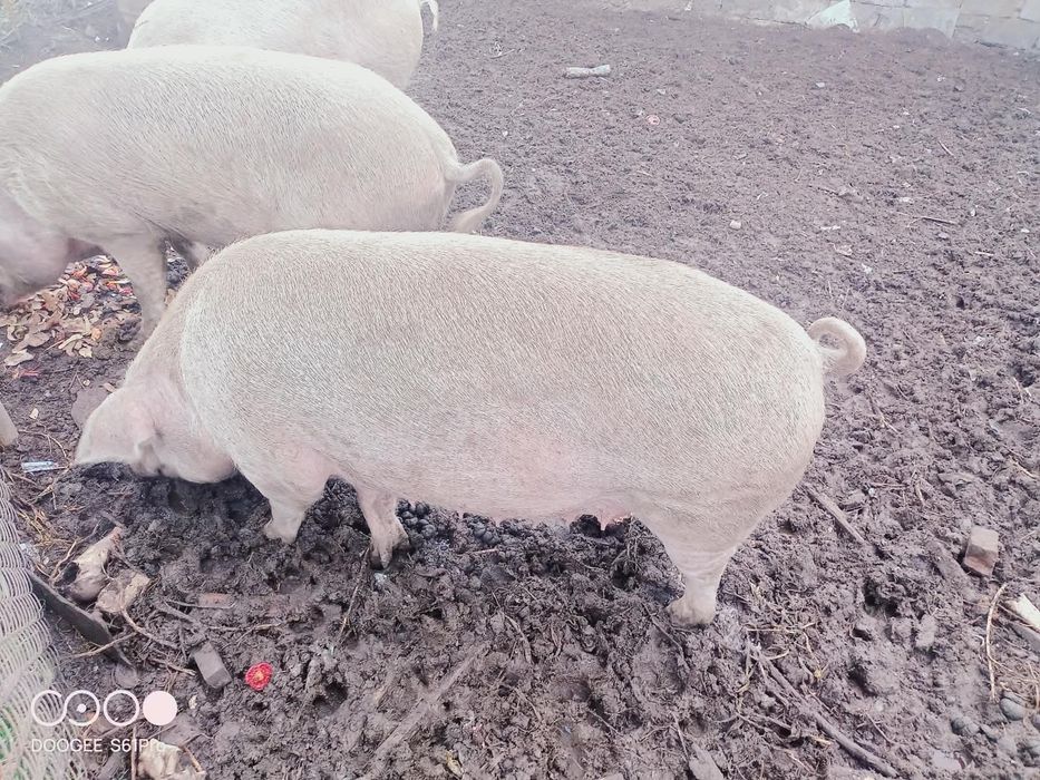 Продам кабана и свиней