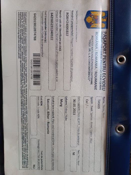 Vând mânz de 2 ani curat la picioare fara defecte tras sută la sută ma