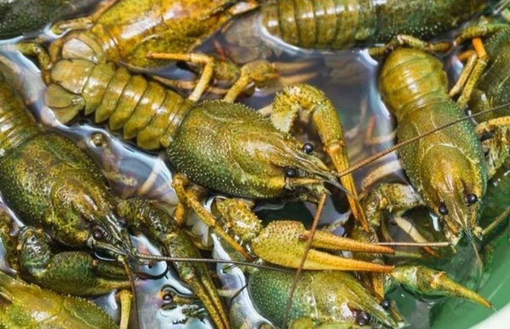 Раки Раки варёные